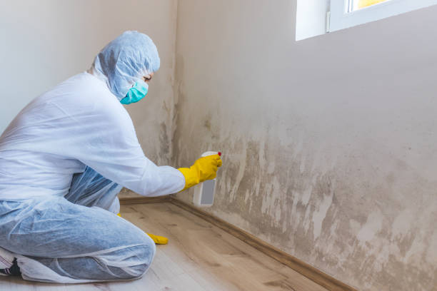 Licensed Mold Remediation service in Spring Lake, NC - 24 Hour Mold Removal